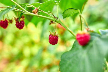 Ripe red raspberry in the fruit garden, raspberry bushes with ripe berries, summer or autumn harvest..