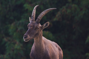 Alpine ibex