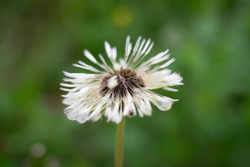 Wet dandelion on green background