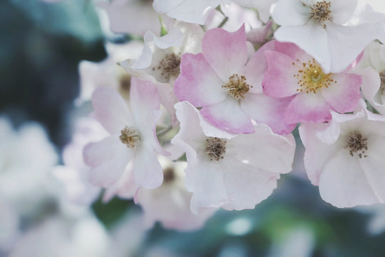 Summer bright rose garden －Processed with VSCO with f2 preset