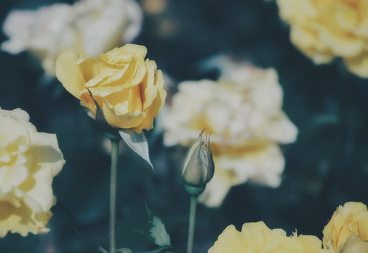 Yellow rose －Processed with VSCO with e3 preset