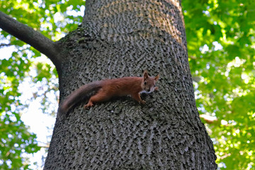 A red squirrel climbed a tree.