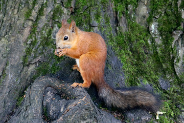A red squirrel nibbles a hazelnut in the Park.
