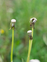 Three stems of the wild officinal dandelion plant, without seeds with the typical umbrella shape. Wet dandelion flowers and seeds