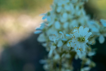 close up of a white flower