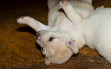 Fototapeta premium Young dogs. Small puppies get to know the world around them.