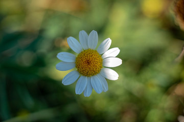 white daisy flower