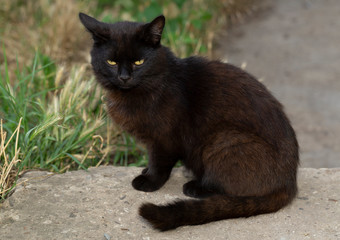 Beautiful Black Cat With Yellow Eyes Looking At Camera.