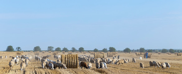 A herd of goats and sheep. Animals graze on the stubble of wheat. Round bales of straw in the field.