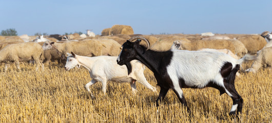 A herd of goats and sheep. Animals graze on the stubble of wheat. Round bales of straw in the field.
