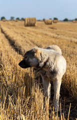 A shepherd's dog on a pasture. Round bales of straw in the field.