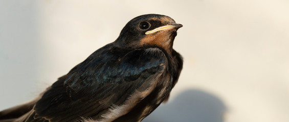 The barn swallow (Hirundo rustica). The nestling flew out of the nest and waits for the feeding.