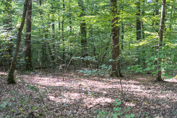 Obraz premium Forest of Nébing