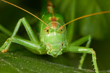 Grande sauterelle verte.