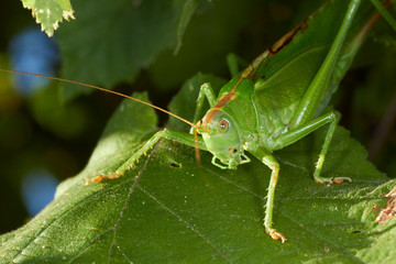 Grande sauterelle verte.