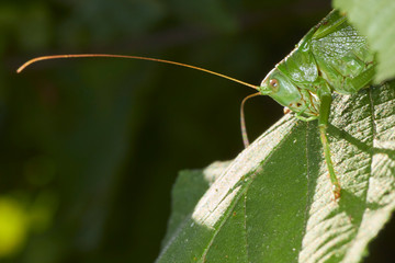 Grande sauterelle verte.