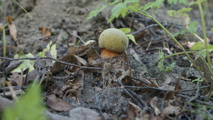 mushroom