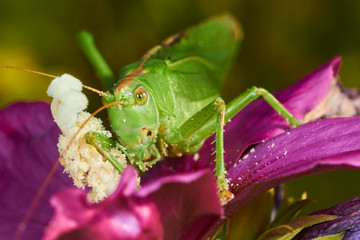 Grande sauterelle verte.