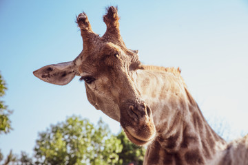 Large funny giraffe head in safari zoo