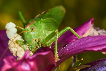 Grande sauterelle verte.