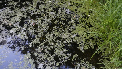 duckweed