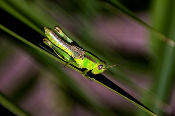 MEXICO CITY, MEXICO - AUGUST 1: A couple of crickets seen on the a branch at a garden  on August 1, 2019 in Mexico City, Mexico