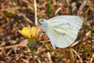 Papillon, Le Houx Bleu, Azur&eacute; des Nerpruns Celastrina argiolus