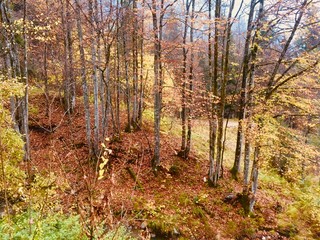 autumn in the forest