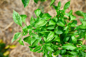 Fresh organic basil, Ocimum basilicum,  in the garden outdoor, harvest..