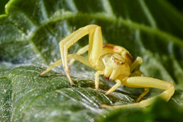 Araignée thomise jaune