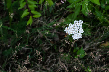 a hover fly on white blossoms of a yarrow