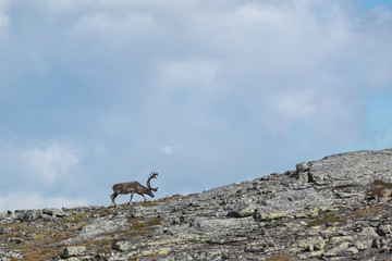 reindeer on the rock