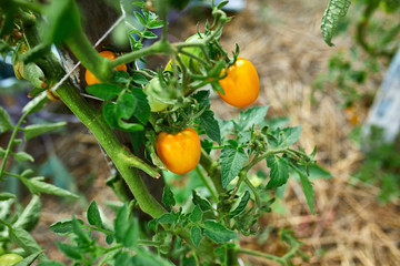 Ripe tomatoes in garden, fresh red vegetable hanging on branch organic vegetable production, autumn harvest.