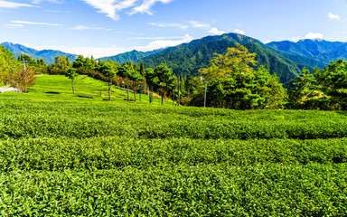 Beautiful tea plantation landscape on the mountaintop of Taichung, Taiwan.