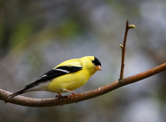 Close up  of a goldfinch on a branch with a beautiful bokeh background           