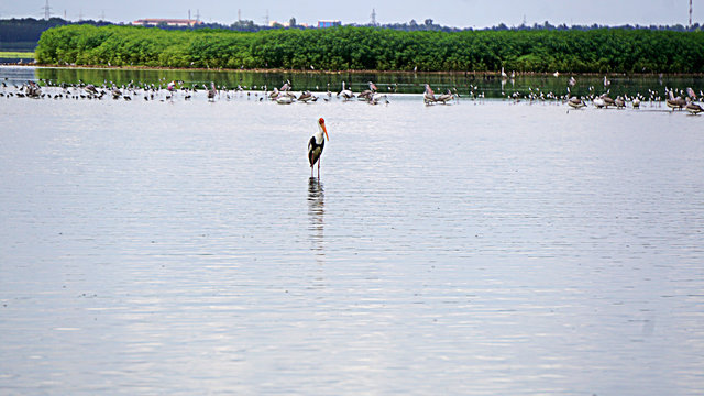 Crane standing in the waterbody at Oussudu-Boat Club, Puducherry, India part-2. 