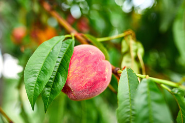 Sweet peach fruits growing on a peach tree branch, peach tree with fruits growing in the garden, harvest..