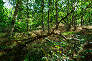 Fototapeta premium promenade en forêt le matin