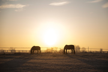 Sylwetki koni na tle zachodzącego słońca