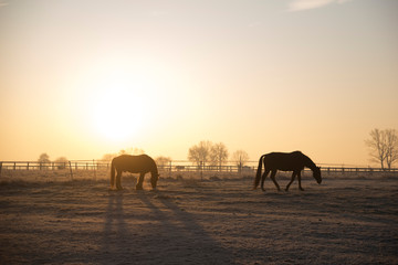Sylwetki koni na tle zachodzącego słońca - obrazy, fototapety, plakaty