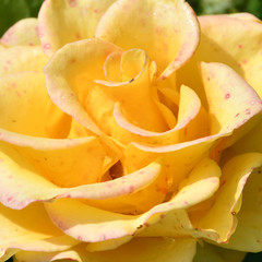 Yellow rose flower affected by the disease. Small pink-red spots on the flower petals. Fungal or...