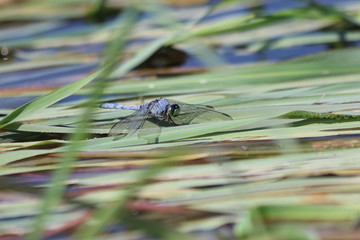 Dragonfly on lily pad