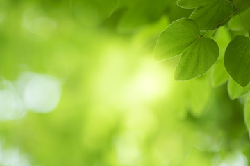Fototapeta na wymiar Closeup beautiful view of nature green leaves on blurred greenery tree background with sunlight in public garden park. It is landscape ecology and copy space for wallpaper and backdrop.