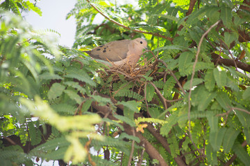 dove on a nest