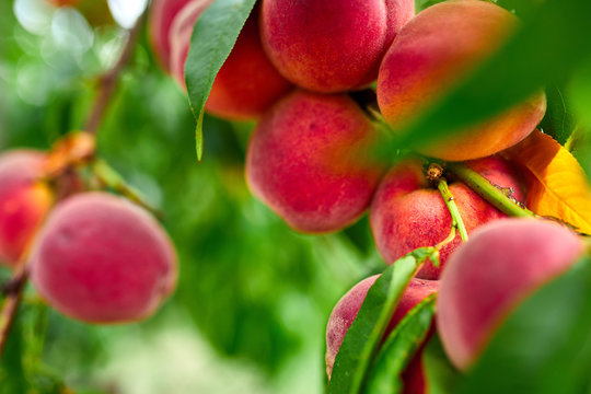 Sweet peach fruits growing on a peach tree branch, peach tree with fruits growing in the garden, harvest..