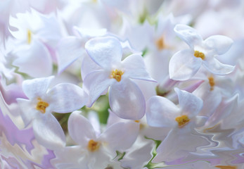 Awesome beautiful close-up of pale lilac flowers full frame