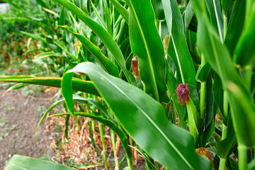 Corn field on crop plant for harvesting, auutmn.