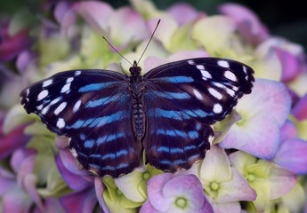 Extreme close-up of a blue mexican butterfly on yellow and pink flowers     