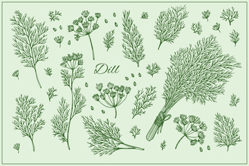 Fototapeta na wymiar Set with Dill branch, leaf and seeds. Graphic hand drawn engraving style. Botanical illustration for packaging, menu cards, posters, prints.