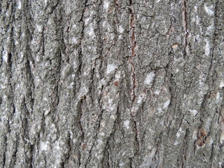 Texture of tree bark close-up. Natural photo background.
